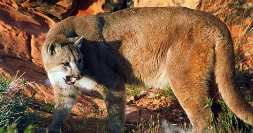 Division celebrates 125 years of conserving wildlife habitat in Utah