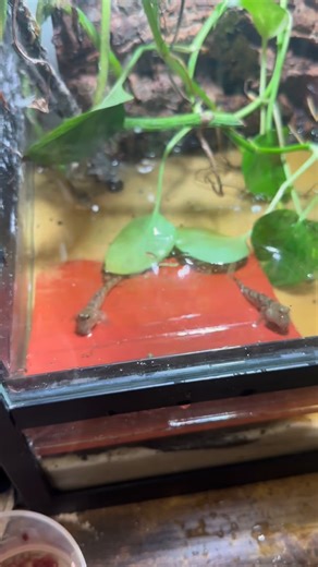 503K views · 30K reactions | POV: you own several walking fish #fish#mudskipper#aquarium#pet#funny#fyp#fishing#nature#reptile#amphibians#ocean#walking#aquariumlife#fishkeeping#wildlife#viral#mystery#tropicalfish | Hawaiifish55g | Facebook