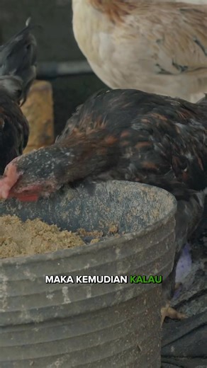 22K views · 757 reactions | Lagi-lagi ini tentang ayam dan fungsinya yang berlapis. Tapi ayam juga punya sisi yang bisa kita tiru, dari ceker hingga sayap. | Gerakan Pemuda Ansor | Facebook
