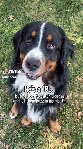 It’s like pop rocks for dogs 😂 | Cicadas