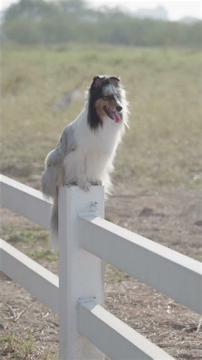 Cute Collie’s Incredible Fence Balancing Skills! 🐶🌿