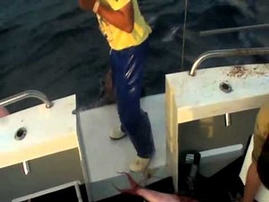Deep Drop Commercial - Tropical Deep Drop Fishing