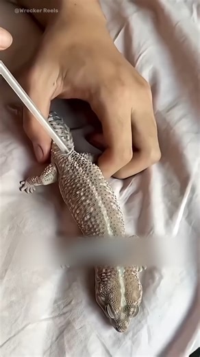 90K views · 157 reactions | Leopard Gecko’s Skin-Shedding Operation  #fblifestyle | Wrecker Reels | Facebook