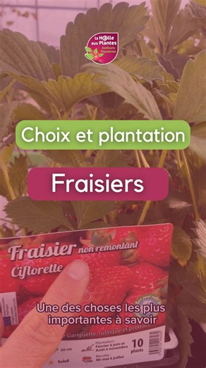 🍓 C’est le moment idéal pour planter vos fraisiers ! 🌱 En ce début d’automne, je vous partage quelques conseils pratiques pour réussir leur culture, découvrir différentes variétés et profiter de belles récoltes dès le printemps prochain. 📍 Vidéo réalisée depuis notre jardinerie à Beaupréau, au cœur de la campagne. 👉 Et vous, quelle est votre variété de fraises préférée ? #potager #jardinerie #fraisier #fruits #jardin | Jardinerie Cartenet