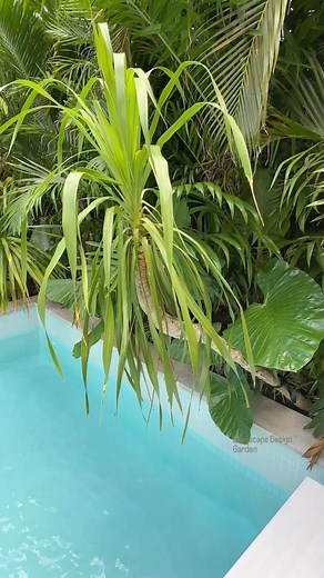 Creating Gardens - All of the hard work that goes into building gardens . . . . . . #landscape #garden #gardendesign #landscapedesign #landscaping #design #home #homedecor #renovation #florida #southflorida #miami #fortlauderdale #style #fashion #dance | Matthew Giampietro Garden Design