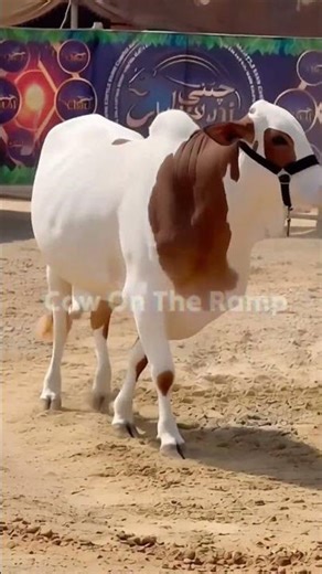 Bakra Eid 2026 New Cows | Beautiful & Rare Breeds Collection 🐂 #shorts #cow #cowmandi2026