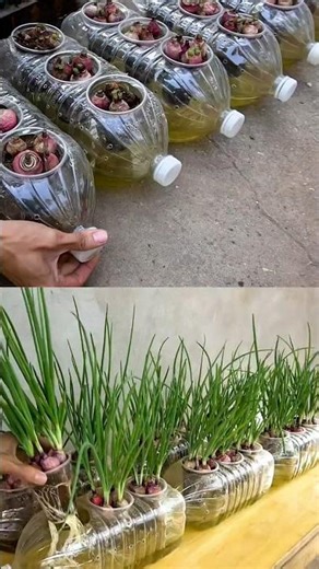 Grow green onions without watering using bottles. #SufficiencyEconomyAgriculture #GrowYourOwnVege...