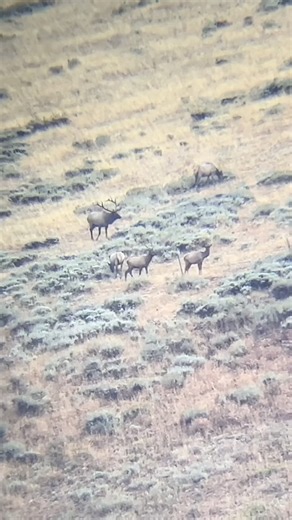 Bull elk rutting hard in archery season #elk #wildlife #bowhunting #outdoors #hunting
