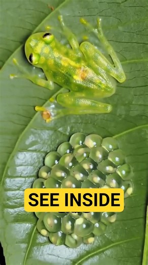 You Can See Inside This Frog… Glass Frog #animals #animalfacts