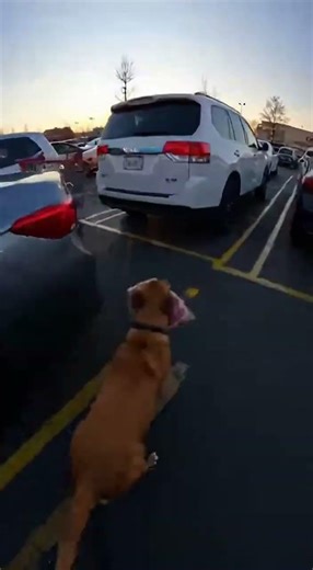 Costco Meat Heist: Dog vs Cop
