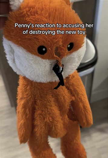 Proud of her work 😅 #fyp #pitbull #pitbullsoftiktok #staffy #dogsoftiktok #dog