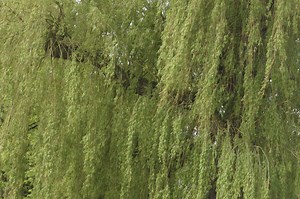 How to Plant Willows Next to Black Walnuts