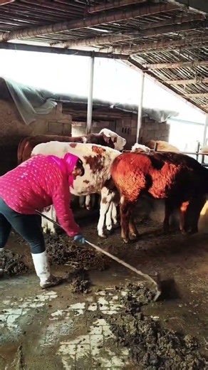 Rural Cattle Farming Life | Home-Raised Cows on a Real Farm