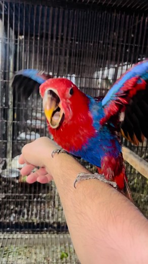 Abubakar Rafique on TikTok