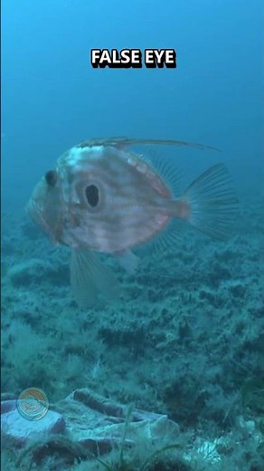 The Fish With the False Eye
