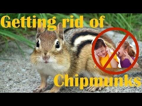 How to get Rid of Chipmunks, NOT YOUR CHILDREN!! | Master of Everything |