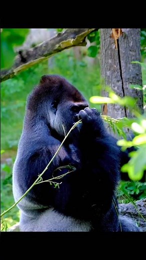 Power of the Jungle | Mighty Gorillas in Their Natural Habitat #shorts #gorilla #wildlife