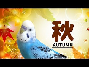 2016・秋 うめ1才4ヶ月 セキセイインコ・Budgerigar