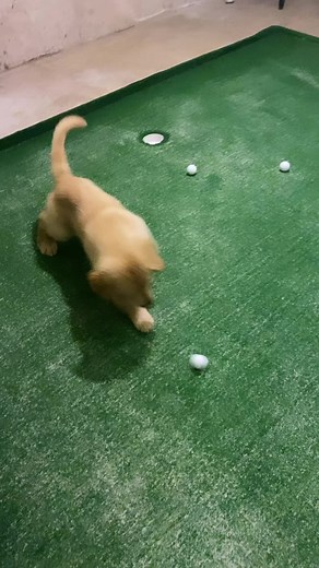 Training to be the next caddy! | Charlie, Bodie, and Riggs