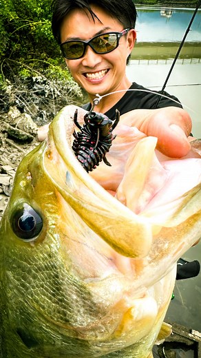 issei[一誠]official | 【bibibi蟲 カラーチョイス/ブラック系】 急な濁り、水質の悪化の中でも くっきりシルエットでアピールできるブラック系。 草や葉っぱ、ウィードの切れ端など 光を透過するような薄い浮遊物の中でも 蟲であることを強力にアピールする。 【bibibi蟲】 #29... | Instagram