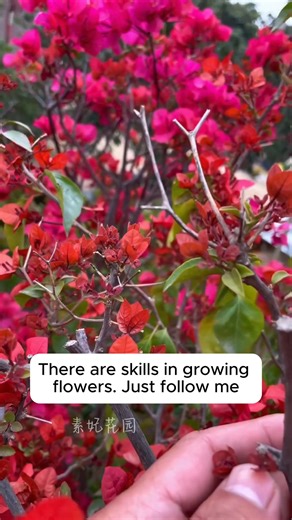 4.2K views · 15 reactions | Make your own root stimulant water for plants #gardeninspiration #gardenlove #planthacks #gardeningmakemehappy | Home Gardening | Facebook