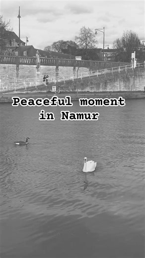 One of the Most Peaceful Moments in Namur 🦢 #belgium #namur #travel #4k ‪@LensRiderStudio‬