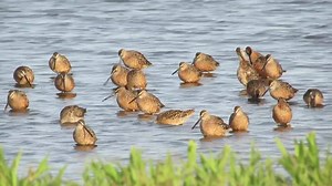 7.5K views · 404 reactions | Video: When there is water in our rice fields, the birds will find it. These dowitchers enjoy a rice field in Sutter County. | California Rice Commission | Facebook