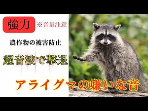 【強力】アライグマの嫌いな音 超音波で撃退