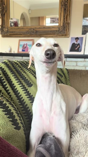 Feeling very talkative this afternoon #greyhound #singing #rescue #dog #dogs