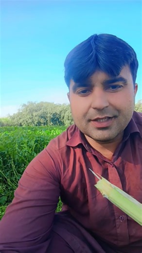 Natural beauty in village Fields #bakrifarming #beautifullgoats #goatfarming #desibakri