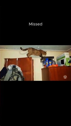 Missed. 😼 | CattoBloopz