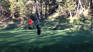 11K views · 282 reactions | This bear pole dancing at the Fairmont Hot Springs is all of us excited for the return of the PSL #AMPMorningsWithKatieAndEd | AMP Radio | Facebook