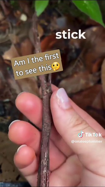 Discover the Fascinating Stick Insect Camouflage