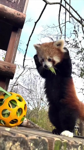 Cam Whitnall on TikTok