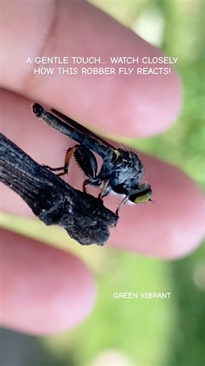 Robber fly reacts to a gentle touch – observe its amazing behavior up close #shorts