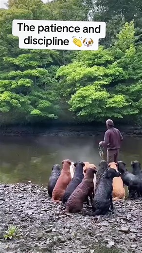 cvdf (@cvdf612)’s videos with original sound - cvdf