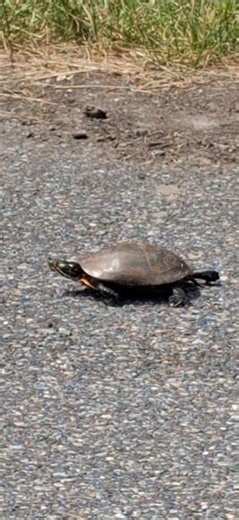 a wild eastern painted turtle on the move 06/2026