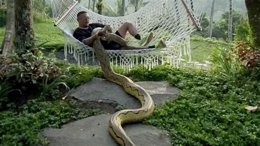 'Man Chilling in a Hammock with Pet Python '