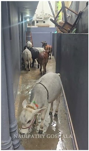 Cutest india cows ever 🐄💖 #nadipathygoshala #shorts #viral #hindi #omg #yt #cute #village #farm