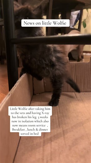 Little Wolfie's Recovery Journey