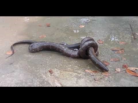 Electric eel Killed by Snake | EEL Caught By Snake | Electric eel vs Snake | EEL vs Snake