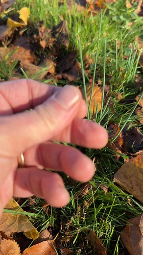 10K views · 160 reactions | A lovely garlic flavour for winter :) #foraging #wildfooduk #wildfood #crowgarlic | Wild Food UK | Facebook