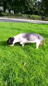 THE NEGLECTED & ABUSED SHIH TZU GIRL - An Update from UCD Veterinary Hospital Well, our little Shih Tzu is getting better & is happier, and we couldn't be more delighted! Her appetite has improved greatly and she is eating more and more, especially chicken! Her anemia isn't getting any worse, and she is getting stronger by the day. We asked the UCD vet who is looking after her case, to send us photos and videos of the little Shih Tzu, and here is one of the videos taken today during her morining