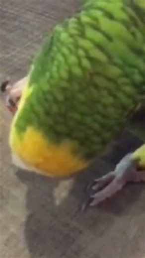 Parrot vs LEGO Man… Who Will Survive?! 🦜💥#Parrot #LEGO #FunnyShorts