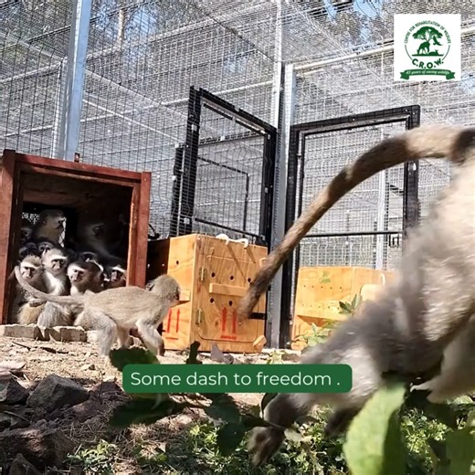 Big news from CROW! Our troop of 20 cheeky young primates has officially moved out of the nursery and into their spacious new KT enclosure! 🐒✨ From tiny orphans found abandoned or rescued after dog attacks, to a bonded troop raised with love by our amazing primate nurse Liz ❤️- they have grown up together for 1 year and are now ready for their next big adventure. Growing up is hard to do… but it sure is fun to watch! 🎉 👉 Hit LIKE to cheer them on and SHARE to spread their story. #CROW #Wildli