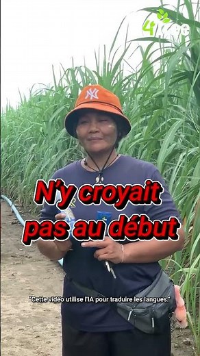 Canne à sucre Après : 19 tonnes ! 🚜⚡Plantes plus vigoureuses, sans maladies👀💚#4Tree #Booster