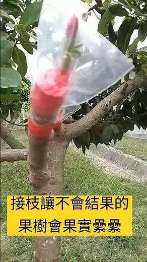 台灣植物嫁接技術太強了，連小老百姓都能-讓植物可以開花結果更多哦～