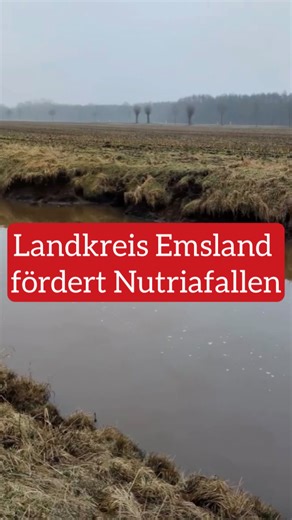 Ems-Vechte-Welle on Instagram: "Der Landkreis Emsland unterstützt die Jägerschaften Aschendorf-Hümmling, Lingen und Meppen mit insgesamt 150 000 Euro bei der Anschaffung von Nutriafallen. Dadurch soll die Population eingedämmt werden. #emsvechtewelle #emsland #nutrias #jäger"