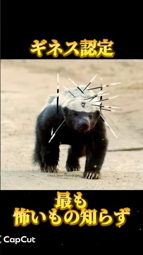【ギネス認定】世界一怖いもの知らず！？ラーテルのとは？ #動物 #野生動物 #ギネス #ラーテル #shorts #雑学