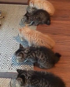228K views · 10K reactions | ‪From @whiskersnpurrs: “This will be our last breakfast together. Big city babies are off to the adoption centre today. I know, it was way too short. These guys were here for a good time, not a long time ❤” #catsofinstagram ‬ | Cats of Instagram | Facebook